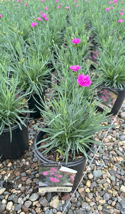 DIANTHUS GRA PINK FIRE #1