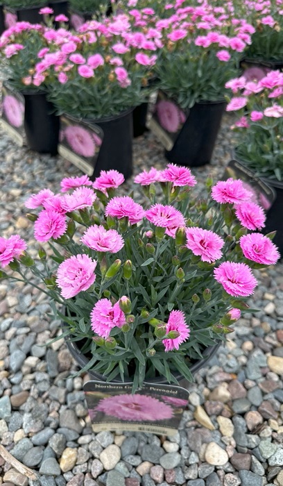 DIANTHUS EVERLAST LAVENDER EYE#1