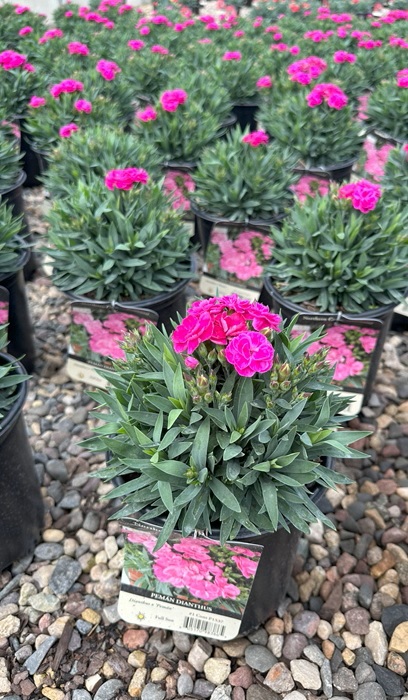 DIANTHUS PEMAN #1