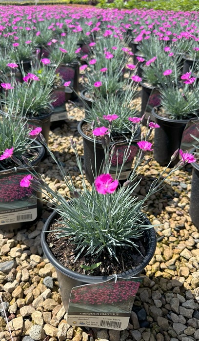 DIANTHUS GRA FIREWITCH #1