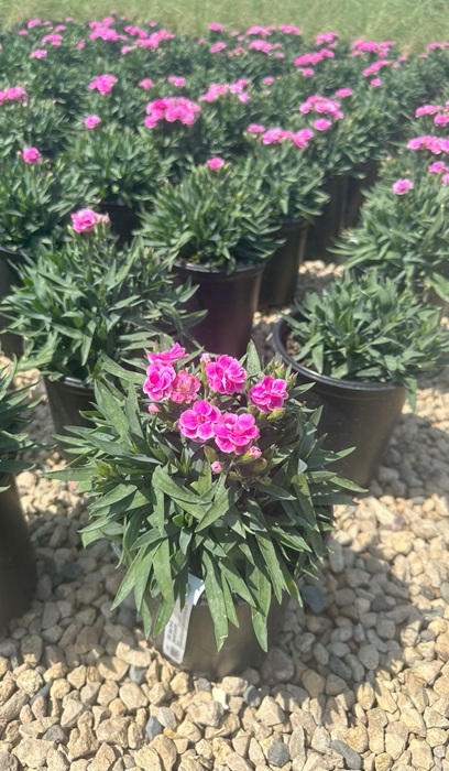 DIANTHUS PEMAN FANCY LILAC #1