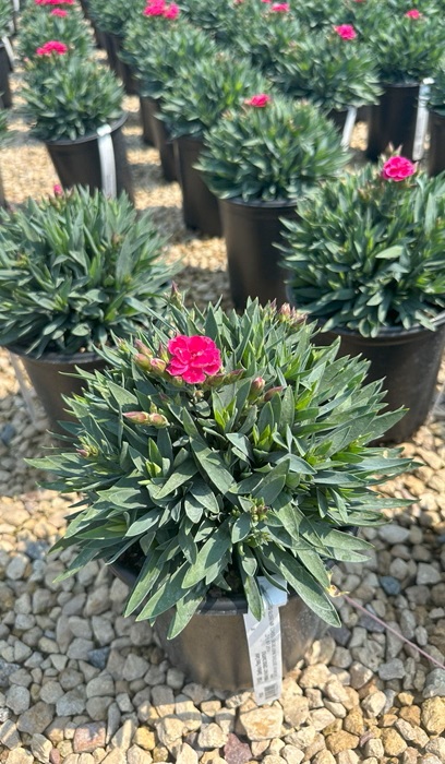 DIANTHUS PEMAN FANCY CERISE #1