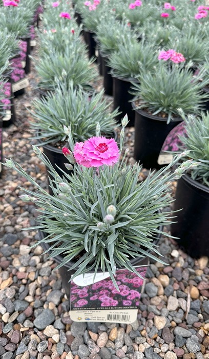 DIANTHUS PP CUTE AS A BUTTON #1