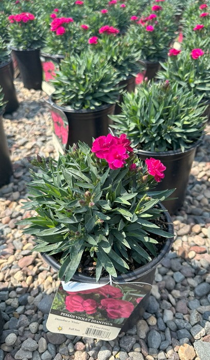 DIANTHUS PEMAN VIOLET #1
