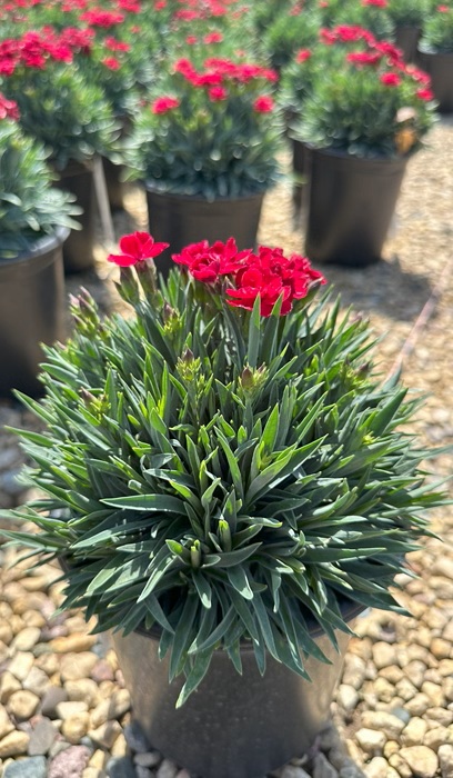 DIANTHUS PEMAN RED #1