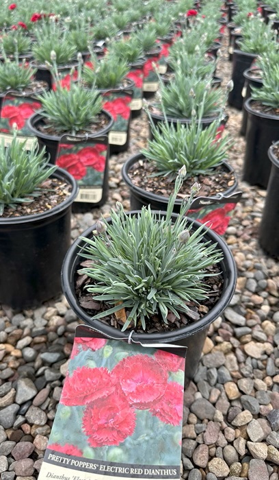 DIANTHUS PP ELECTRIC RED #1