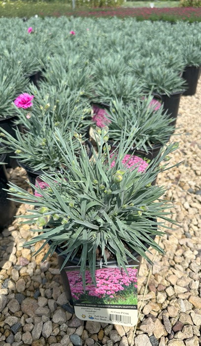 DIANTHUS PP GOODY GUMDROPS #1