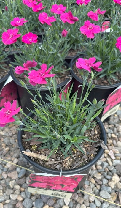 DIANTHUS X MAD MAGENTA #1