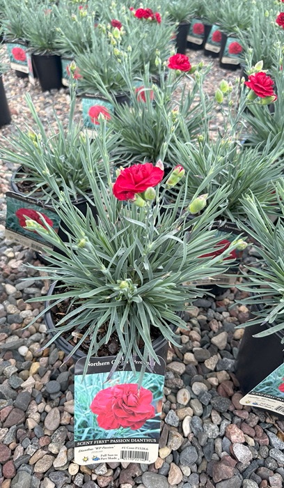 DIANTHUS SF PASSION #1