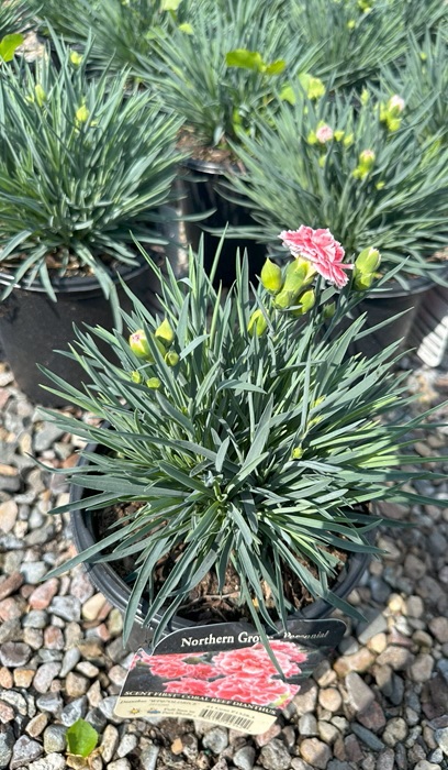 DIANTHUS SF CORAL REEF #1