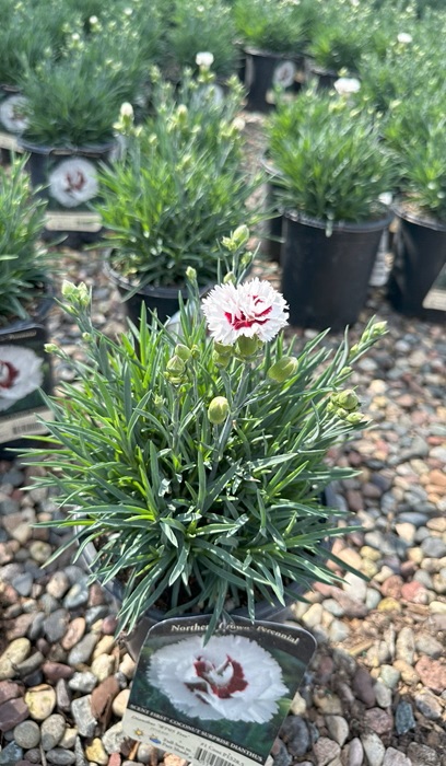 DIANTHUS SF COCONUT SURPRISE #1
