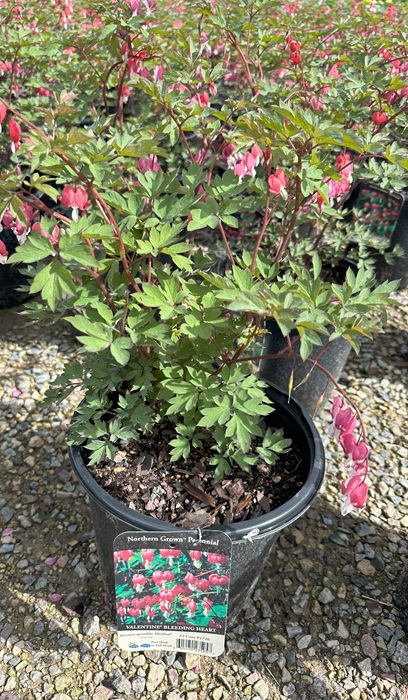 DICENTRA VALENTINE #2