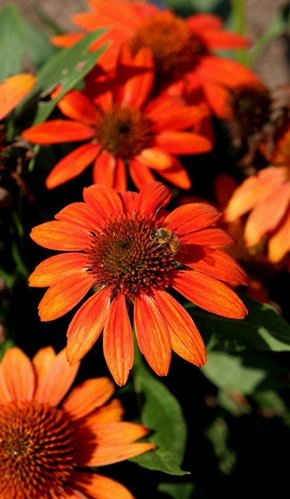 ECHINACEA SOMBRERO FIESTA ORNG#1