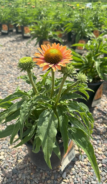 ECHIN SUNSEEKERS PUMPKIN PIE #1