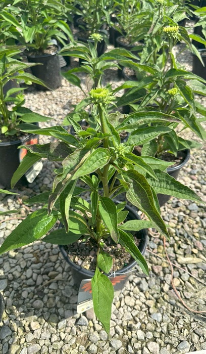 ECHIN SOMB FLAMENCO ORANGE #1