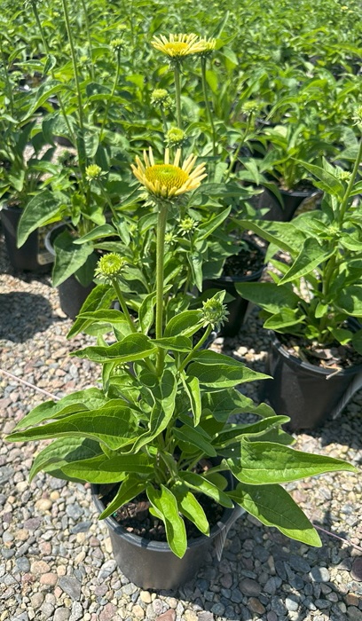 ECHINA PUR MELLOW YELLOWS #1