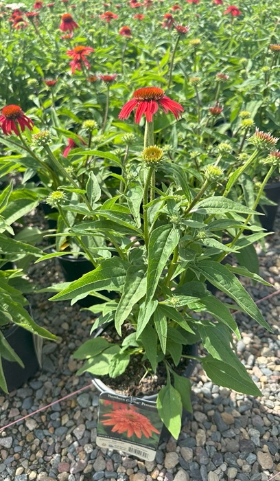 ECHINACEA DBL S MANDARIN #1