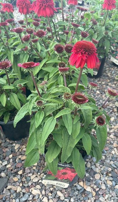 ECHINACEA DBL S RASPBERRY #1