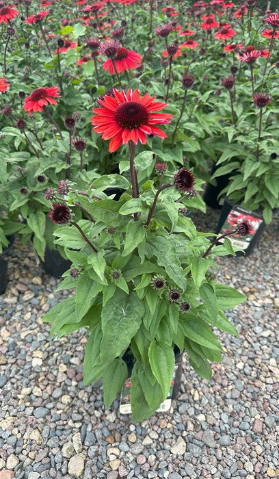 ECHINACEA PANAMA RED #1