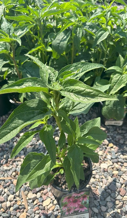 ECHINACEA PRAIRIE SPLENDOR #1