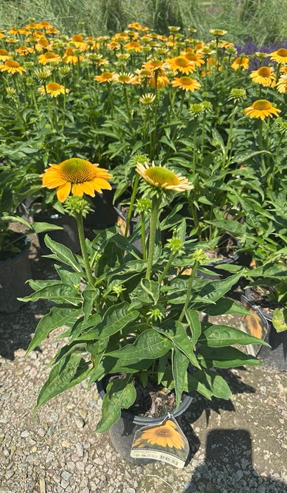 ECHINACEA SOMBRERO GRANDA GOLD#1