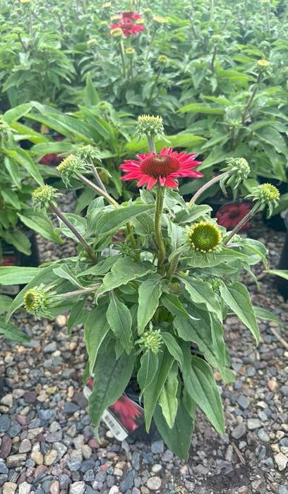 ECHINACEA SOMBREROBAJABURGUNDY#1