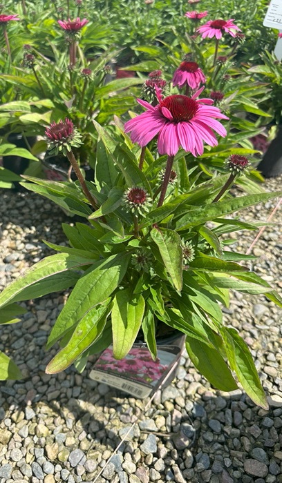 ECHINACEA SUN MAGIC HOT PINK #1