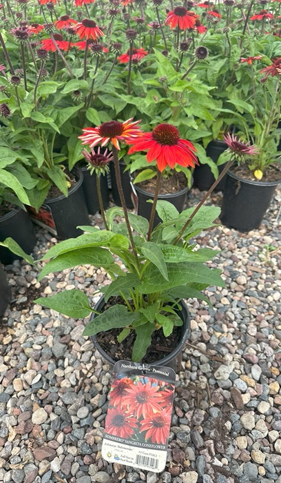 ECHINACEA SOMBRERO SANGRITA #1