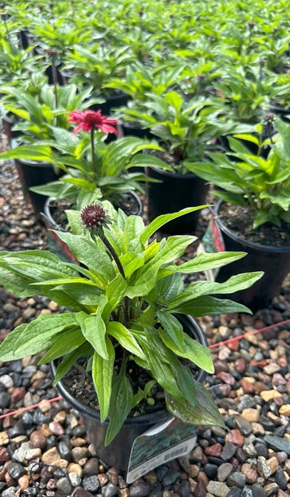 ECHINACEA SUN MAGIC HOT RED #1
