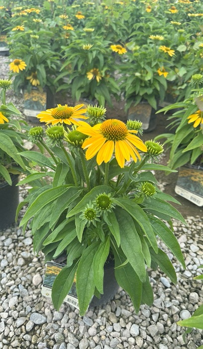 ECHINACEA SUN MAGIC YELLOW #1