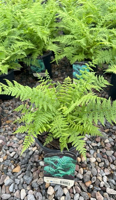 FERN ATHYR FIL LADY FERN #1