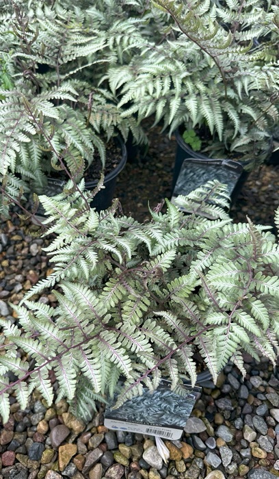 FERN ATHYR GODZILLA #1