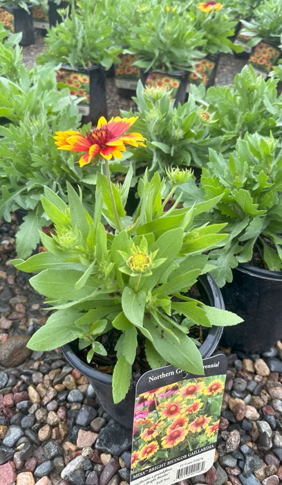 GAILLARDIA GRA MESA BRTBICOLOR#1