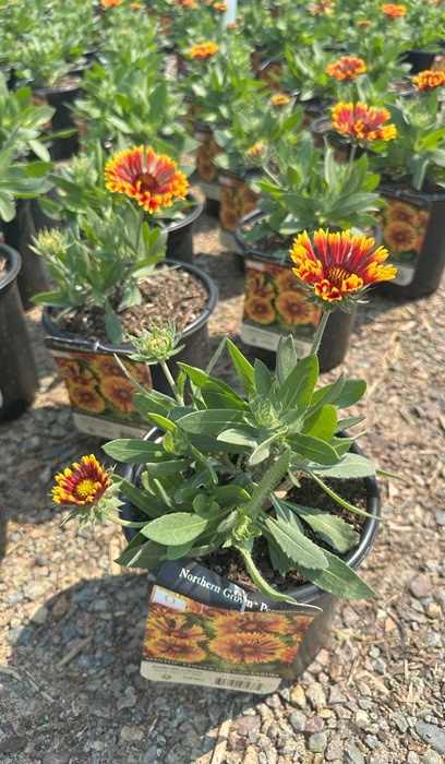 GAILLARDIA SPINTOP COPPER SUN #1