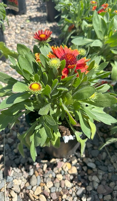GAILLARDIA SPINTOPYELLOWTOUCH#1