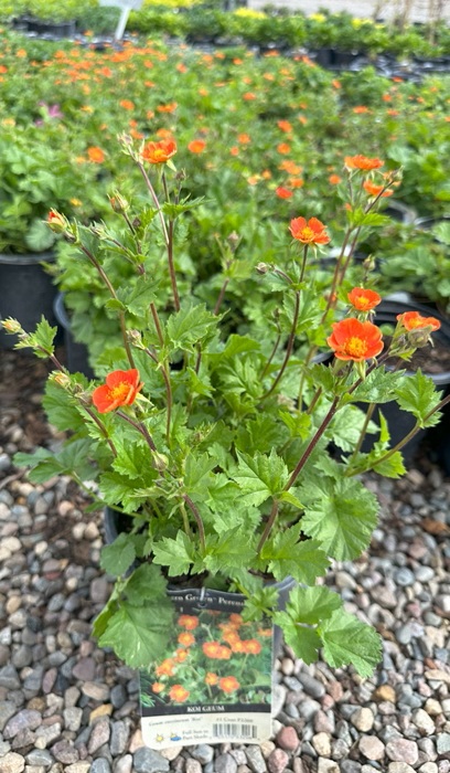 GEUM COCCINEUM KOI #1