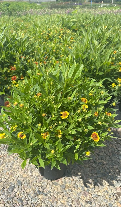 HELENIUM SALUD EMBERS #1