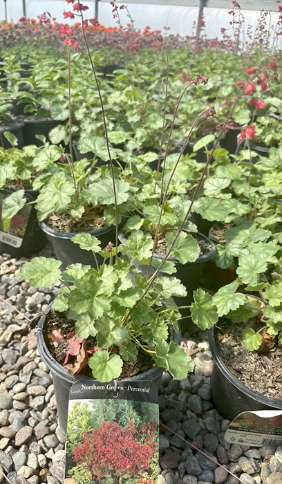 HEUCHERA SAN RUBY BELLS #1