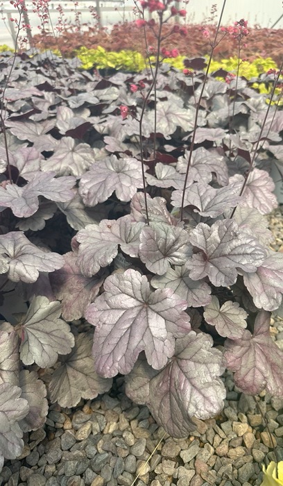 HEUCHERA SILVER GUMDROP #1 PW