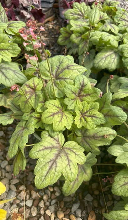 HEUCHERELLA PINK FIZZ #1