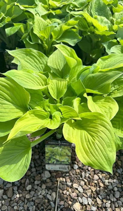 HOSTA AUGUST MOON #1