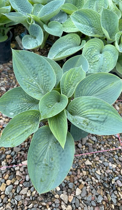 HOSTA BLUE ANGEL #1