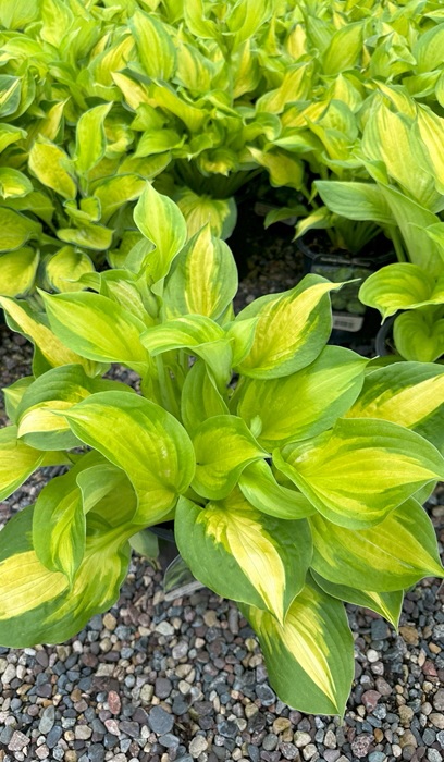 HOSTA LAKESIDE BANANA BAY #1