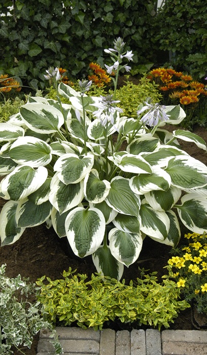 HOSTA MINUTEMAN #1