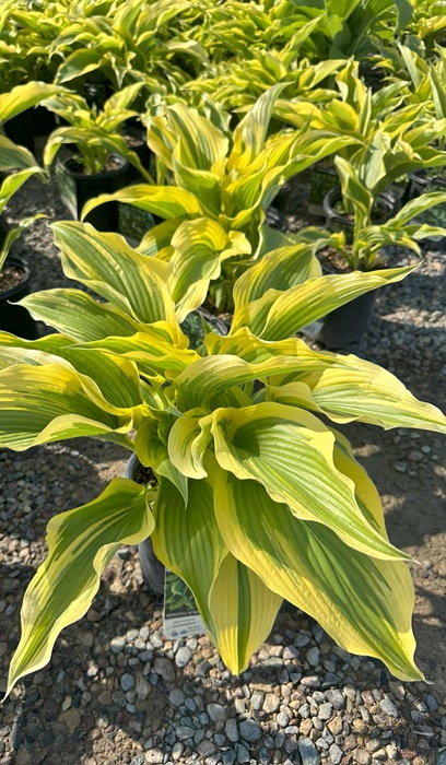 HOSTA MON AUREOMARGINATA #1