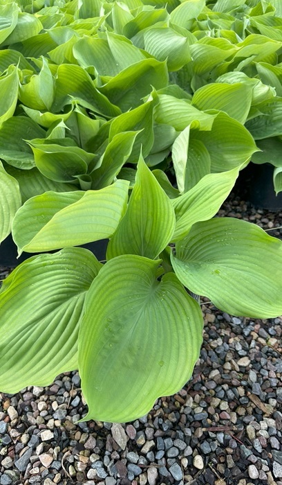 HOSTA SUM & SUBSTANCE #5