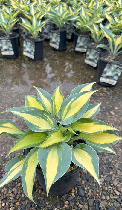 HOSTA TOUCH OF CLASS #1