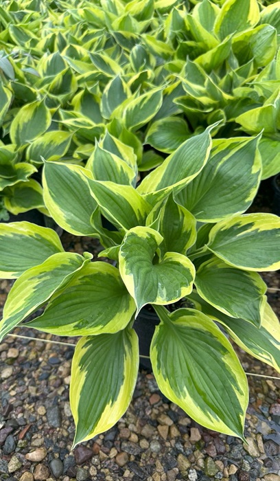 HOSTA TWILIGHT #1