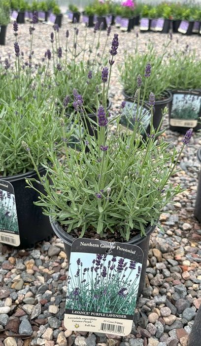 LAVENDULA ANG LAVANCE PURPLE #1