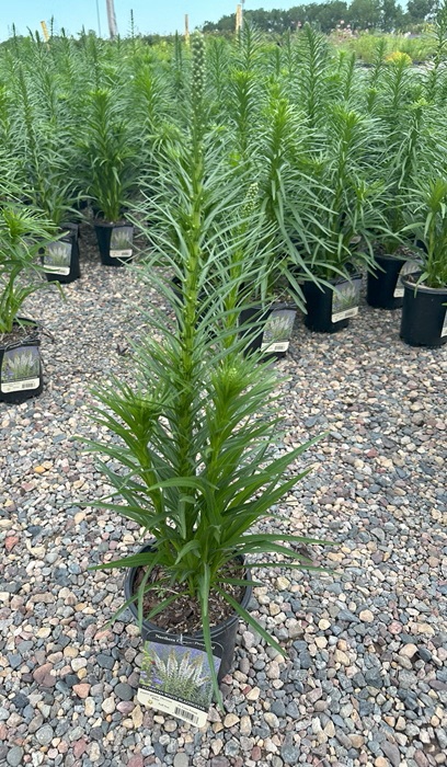 LIATRIS SPICATA WHITE #1